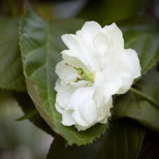 5038838146527 1 Prunus Sumaura Fugenzo Japanese Lantern.jpg